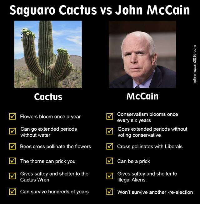 Saguaro cactus vs John McCain